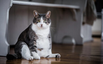 Diabetes mellitus der Katze